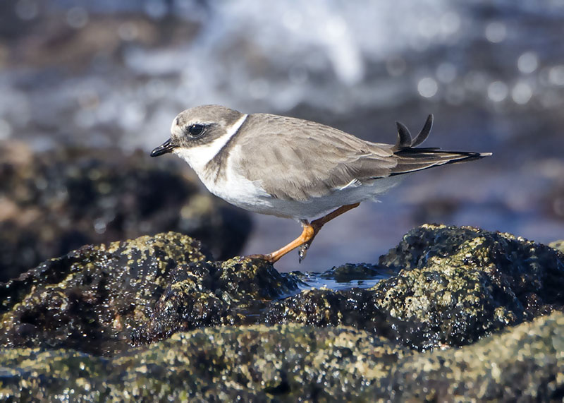 Quale Charadrius ?   Charadrius hiaticula  (Corriere grosso)